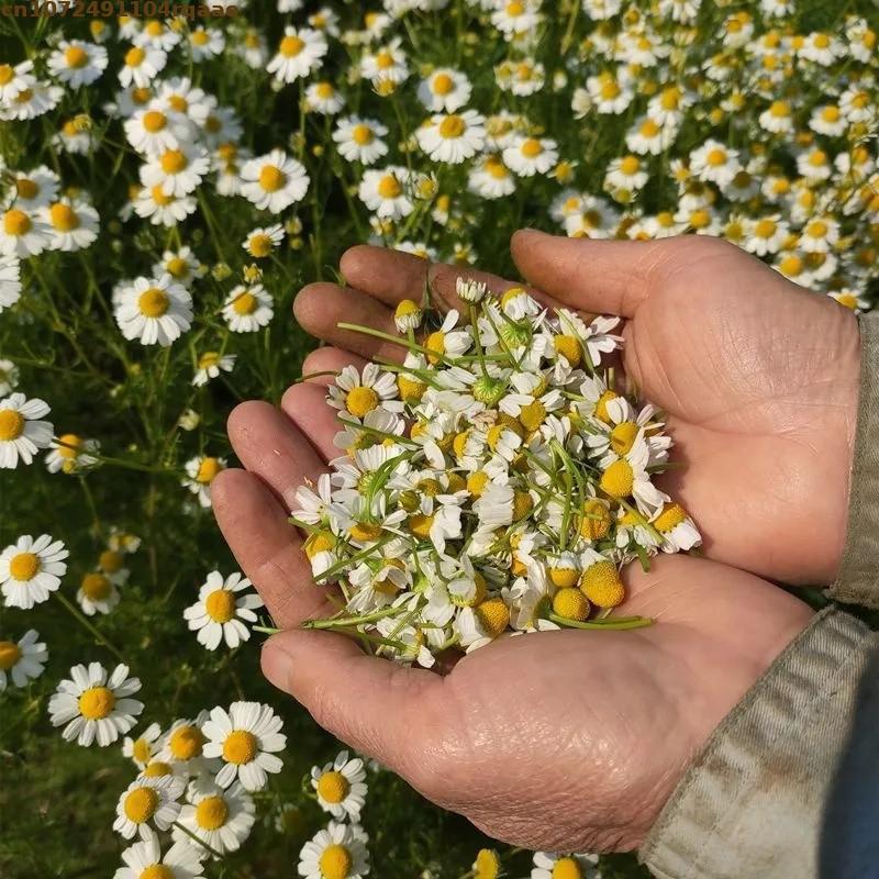 Premium Natural Dried Chamomil - огляд і ціна Chamomile Tea